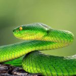 Slangen Green viper snake